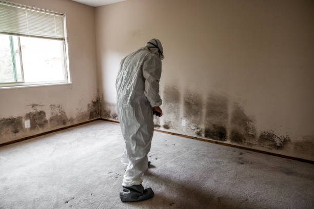 Best Mold Remediation  in Xenia, OH