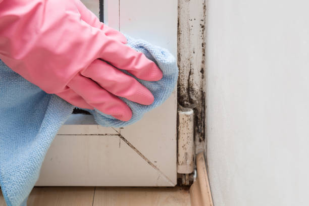 Best Emergency Mold Removal  in Xenia, OH